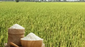 انخفاض أسعار الأرز الخام المخصص للتصدير.